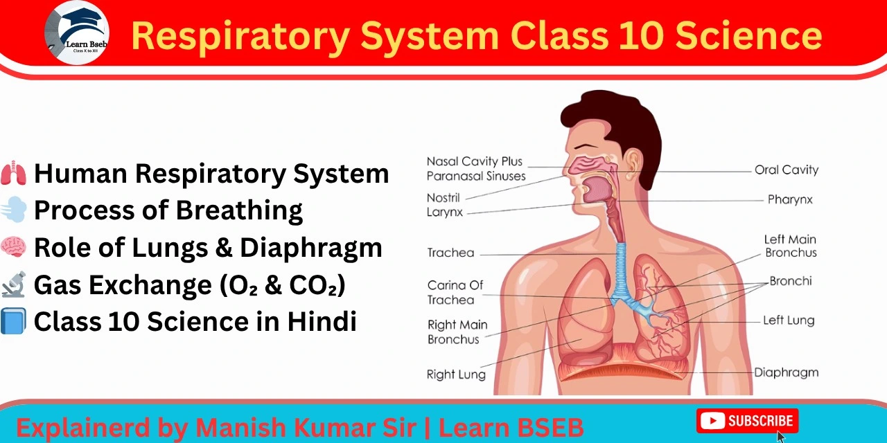Respiratory System Class 10 Science | Human Respiratory System
