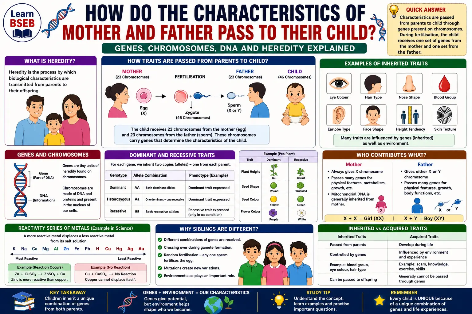 How Do the Characteristics of Mother and Father Pass to Their Child? Genes, DNA and Heredity Explained